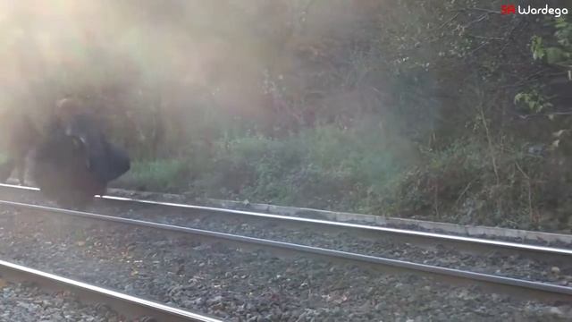 Gandalf: You Shall not Pass (SA Wardega) Hobbit смотреть онлайн
