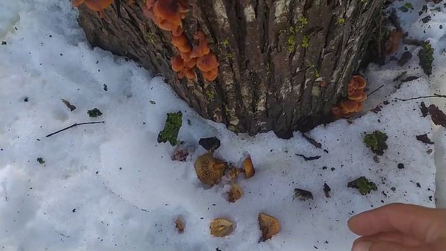 #грибы #грибники Грибы, грибники с рождеством с новым годом! смотреть онлайн