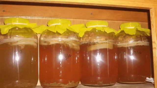 ЧАЙНЫЙ ГРИБ. ВЫРАЩИВАЕМ С НУЛЯ! смотреть онлайн