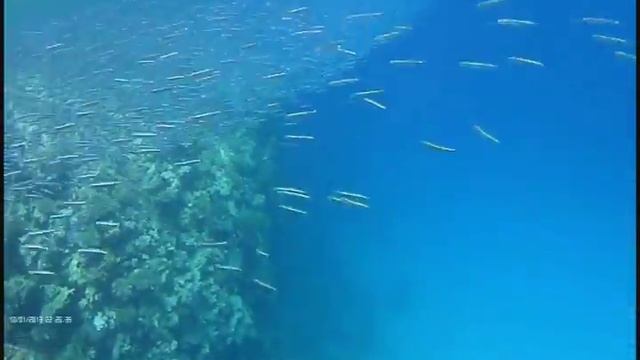 КРАСНОЕ МОРЕ УЖЕ НЕ ТО! смотреть онлайн