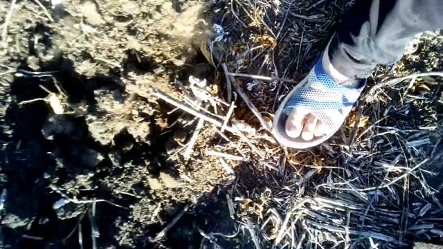 В поисках золота. MD-4030 смотреть онлайн