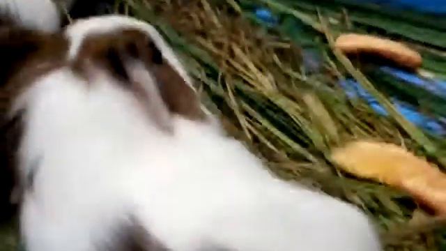 Свинки на грядке смотреть онлайн