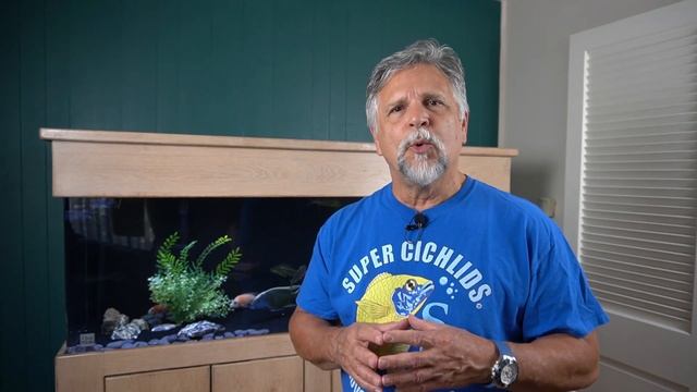 REMOVE Brown Algae from your Aquarium by DOING THIS! смотреть онлайн
