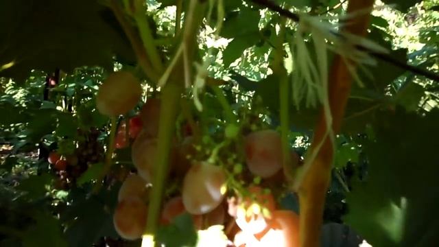 На винограднике Поповича Ю. В. смотреть онлайн