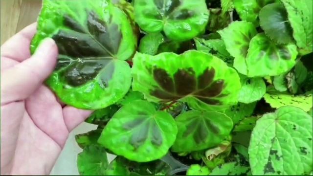 Начинаю брать предзаказы на детки декоративно-лиственных бегоний на 2023 год. смотреть онлайн