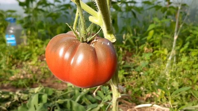 Сорт томата Загар! смотреть онлайн