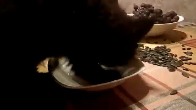 Забавный Мейн Кун смотреть онлайн