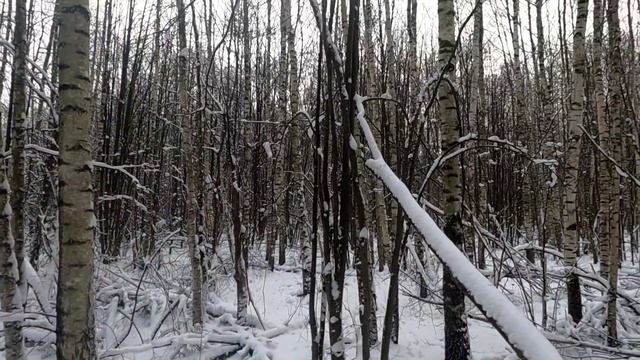 охота на кабана с лайками смотреть онлайн