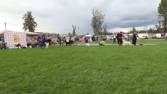 2хNDS in Tula (Russia) 11.09.2016. Best puppies. смотреть онлайн