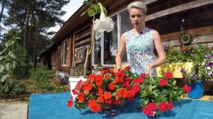 ЦВЕТУЩИЕ  КАТАРАНТУС, БАЛЬЗАМИН, ИМПАТИЕНС .