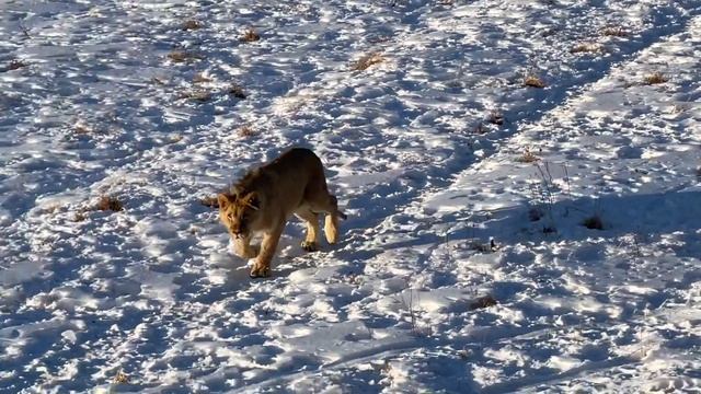 Руководство К Мастерству