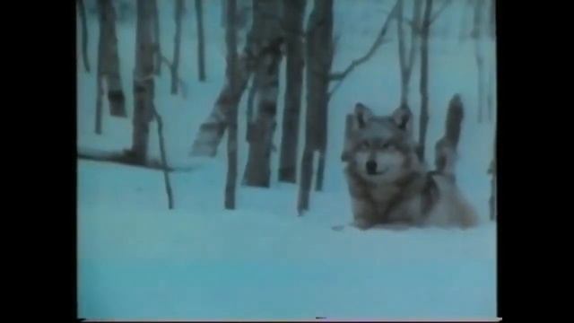 АМУРСКИЙ ТИГР ПРОГОНЯЕТ ВОЛКОВ смотреть онлайн