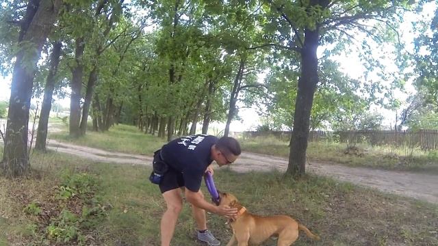 45. Дрессировка питбуля смотреть онлайн