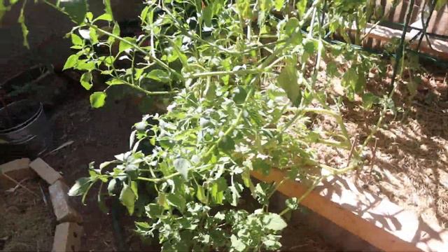 Garden Tour (week 15) 2020 смотреть онлайн