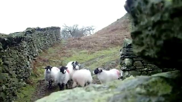 Sheep Adventure: Volume 5 смотреть онлайн