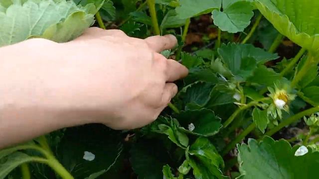 уход за клубникой в начале июня смотреть онлайн