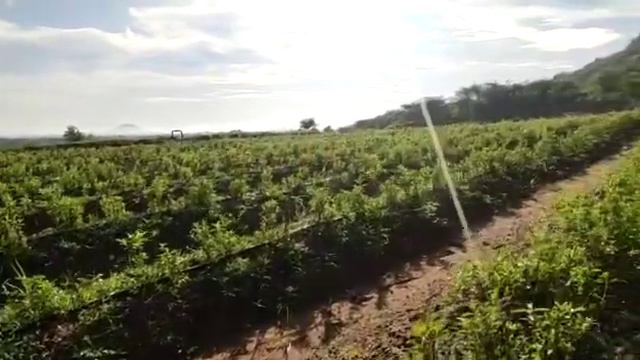 Stevia plot 3 смотреть онлайн