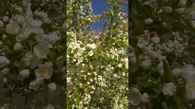 Love is in the air by Oracle Daphne (Announcing new* Andromeda series, Themes of Love debut) смотреть онлайн