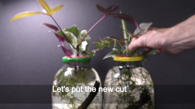How to Grow Ornamental Sweet Potato in Water смотреть онлайн