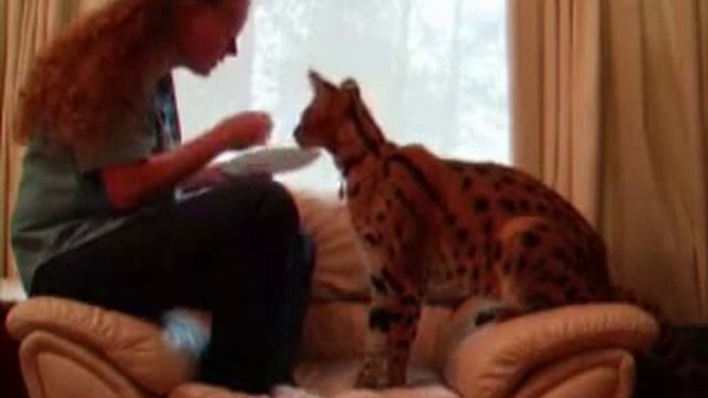 Кошка породы Ашера смотреть онлайн