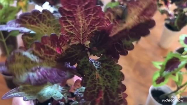 Черенкуем Колеусы. Моя коллекция Колеусов. смотреть онлайн