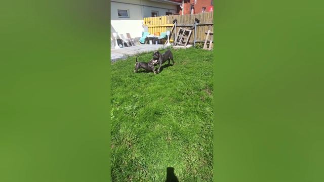 Воскресное утро с нашей бандой смотреть онлайн