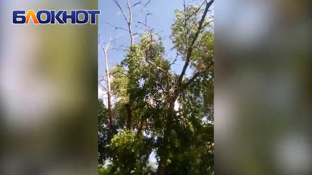 Опасные сухие ветки свисают над новой скамейкой на БВП смотреть онлайн
