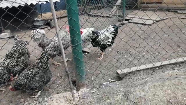 Инкубационный период в разгаре смотреть онлайн
