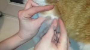 как делать инъекцию инсулина коту подкожно