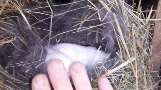 Кролики//Серая справилась//Опять уборка смотреть онлайн