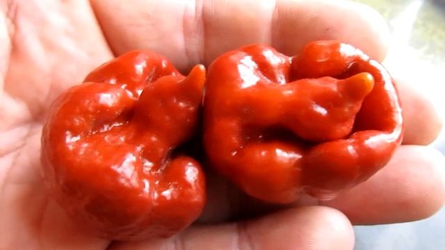 Trinidad Moruga Scorpion Caramel - Тринидад Моруга Скорпион Карамель смотреть онлайн