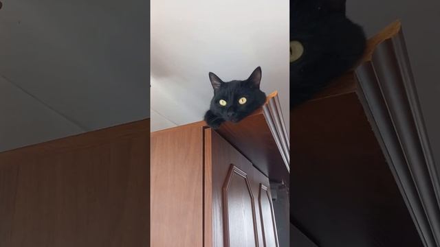 Любимое место Черныша/смешные коты/#коты #shorts#funnycats смотреть онлайн