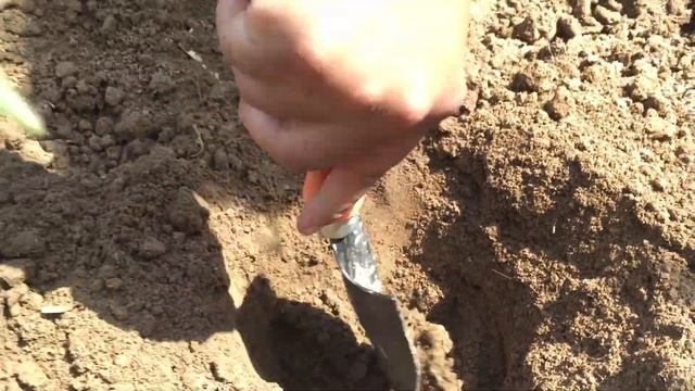 How To Grow Kaner / Nerium Oleander Plant