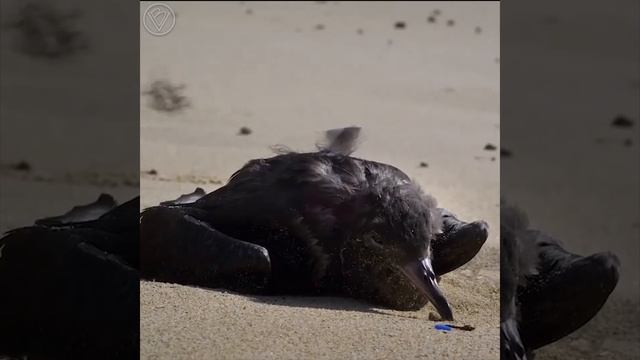 Что будет если загрязнение Мирового океана пластиком продолжится смотреть онлайн