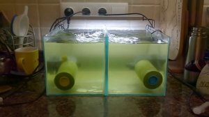 Борьба с цветением воды в аквариуме