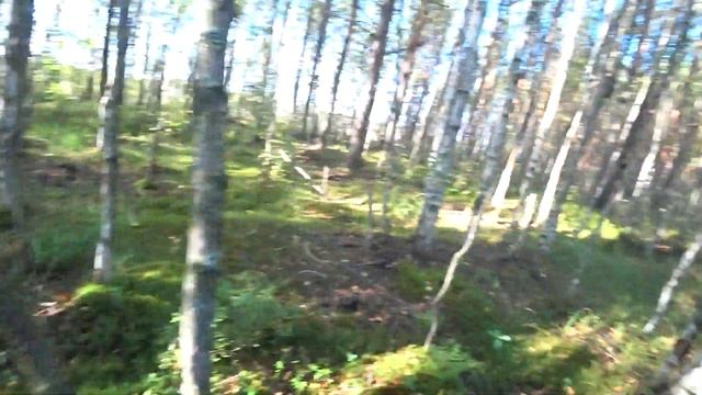 Сестрорецкое болото. Грибы в СПБ. смотреть онлайн