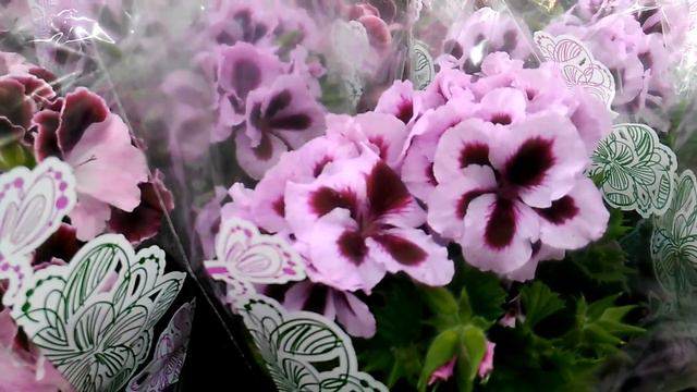 Обзор орхидей (и не только) в Леруа Мерлен 21.04.18 смотреть онлайн