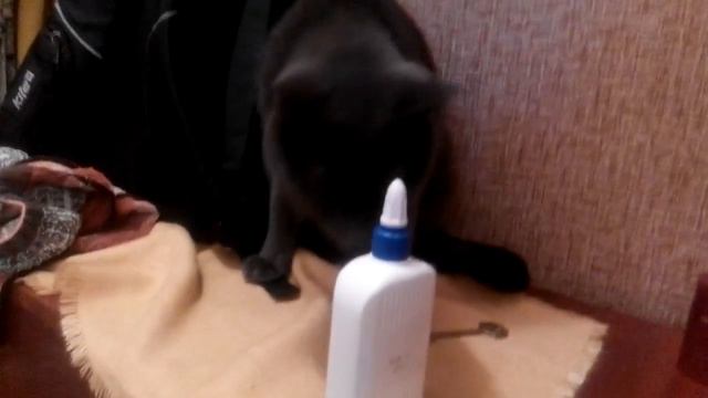 Кот токсикоман от ПВА смотреть онлайн