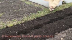 КАРТОФЕЛЬ ПОСАДКА? КОГДА САЖАТЬ КАРТОФЕЛЬ- СРОК ПОСАДКИ КАРТОШКИ. ПОДГОТОВКА МЕСТА ПОСАДКИ