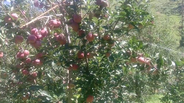 Oberon Contact Insecticide + Acaricide / Bayer Product