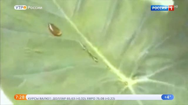 Супергидрофобное покрытие для самолета смотреть онлайн