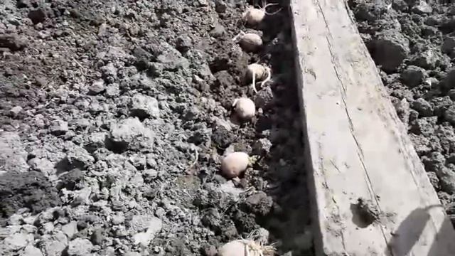 Посадка картофеля смотреть онлайн