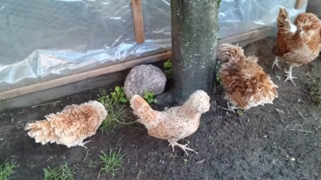 Падуан шамоа карлик ЛПХ "ЗайКИ" Могилев Беларусь смотреть онлайн