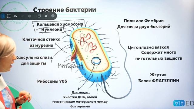 ВСЁ О БАКТЕРИЯХ | Подготовка к ЕГЭ 2022 по БИОЛОГИИ смотреть онлайн