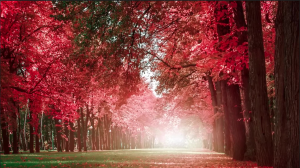 Beautiful Relaxing Music - Romantic Music with Piano (Peder B. Helland - Autumn Colors)