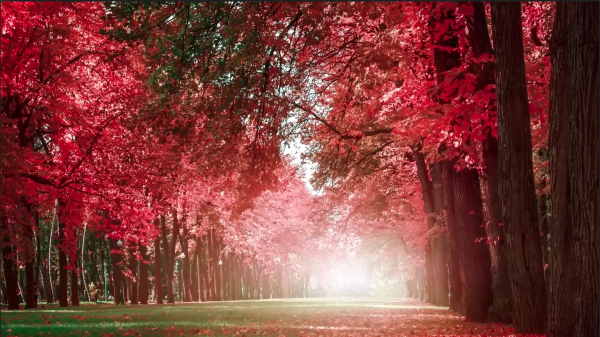 Beautiful Relaxing Music - Romantic Music with Piano (Peder B. Helland - Autumn Colors)
