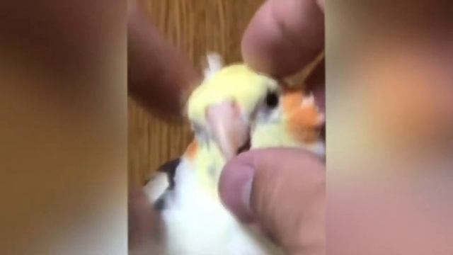 самые умные смешные попугаи#1 смотреть онлайн