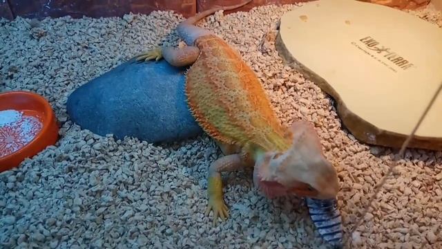 Мадагаскарский Таракан и Бородатая Агама