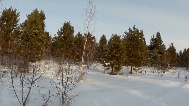 Охота на зайца. Закрытие сезона 2021 22г. смотреть онлайн