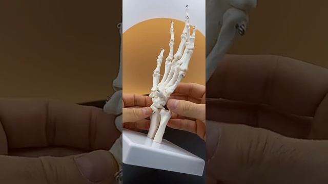 Модель "Анатомическая модель кисти руки" смотреть онлайн